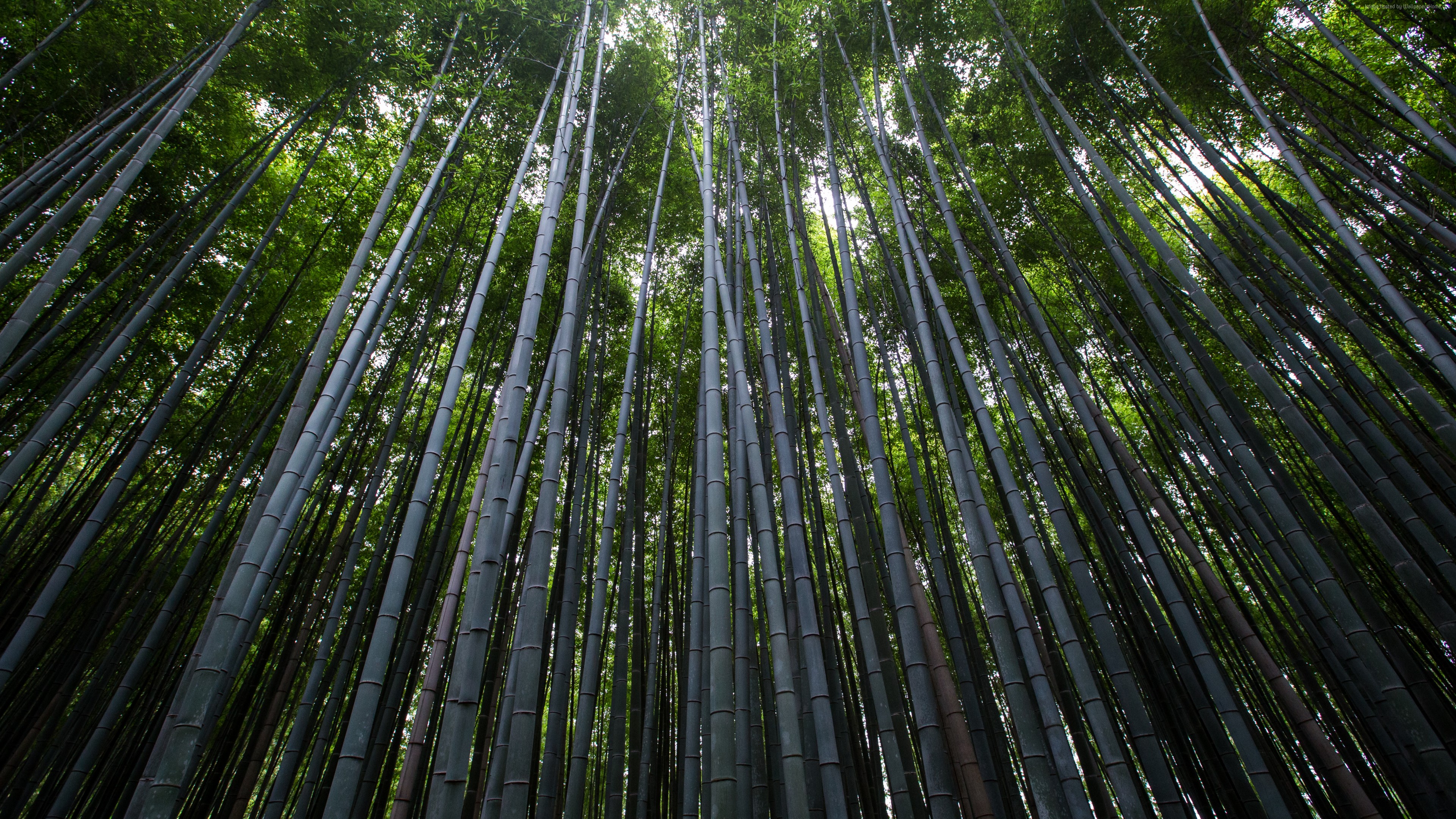 Wallpaper Forest, 4k, 5k wallpaper, 8k, trees, green, bamboo, Nature